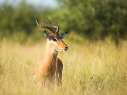 Sustainable Hunting Practices